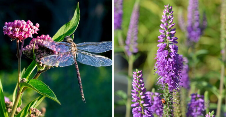 dragonfly on swamp milkweed and blue vervain