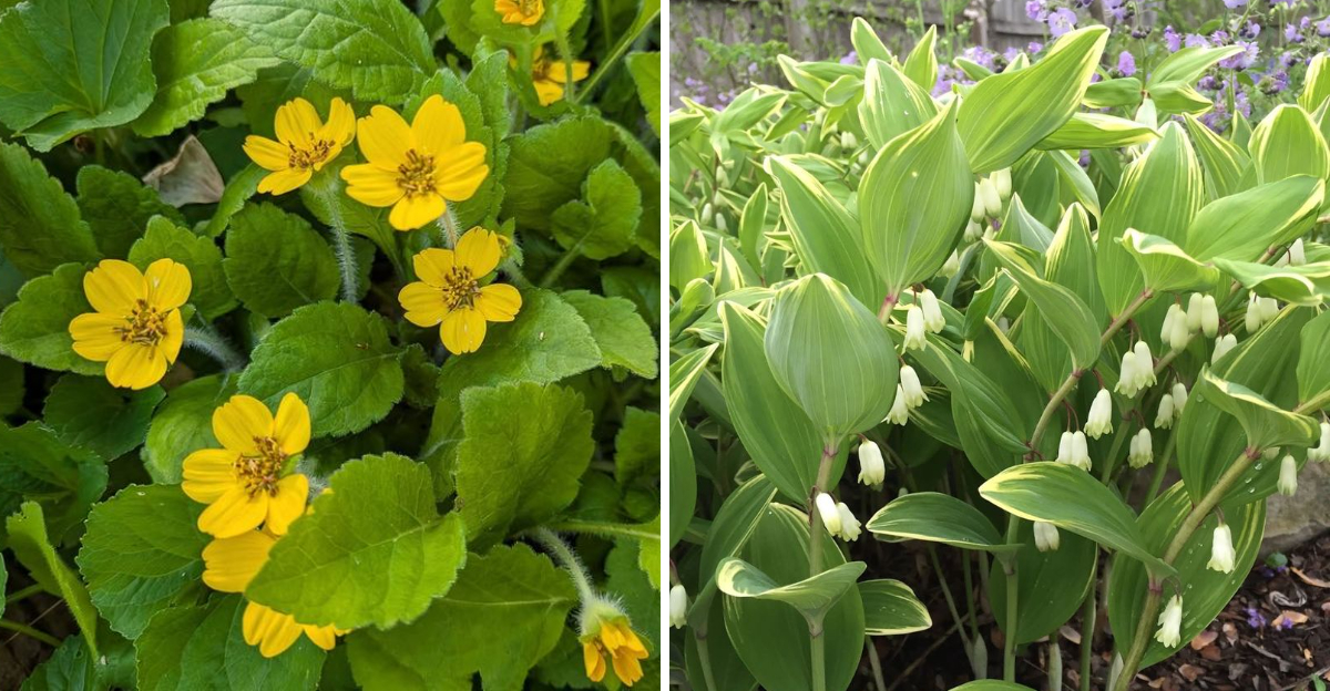 green and gold and solomon's seal