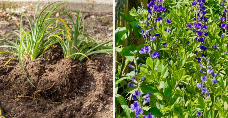 divided daylily and baptisia