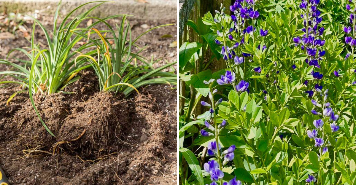 divided daylily and baptisia