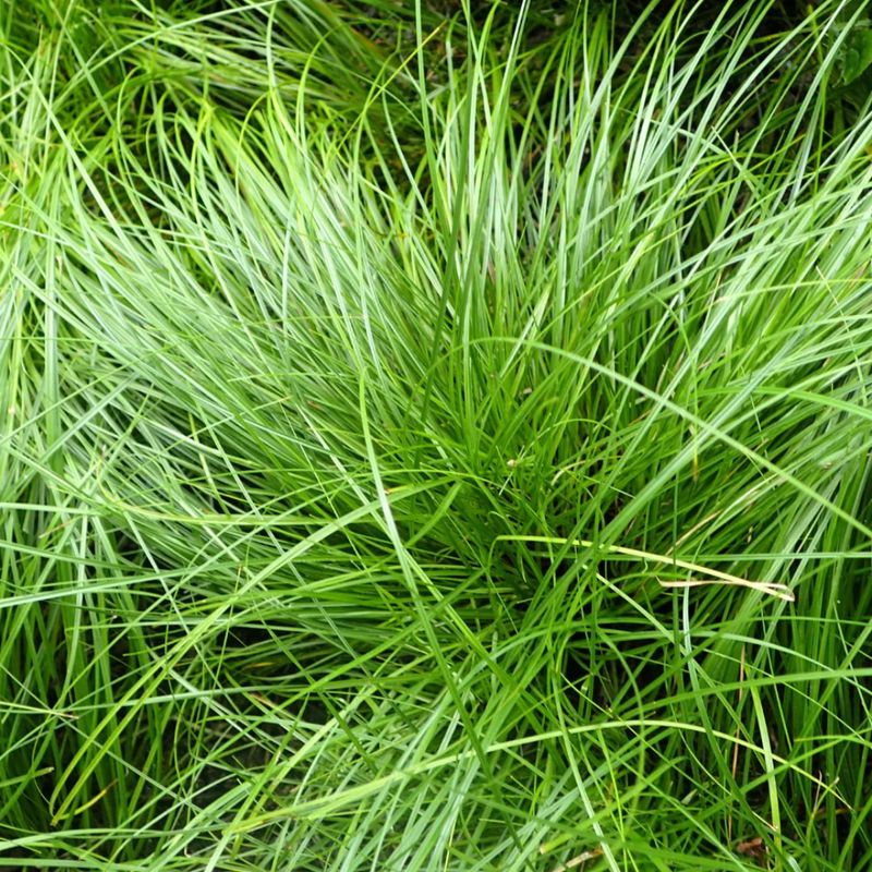 Pennsylvania Sedge Pennsylvania Sedge