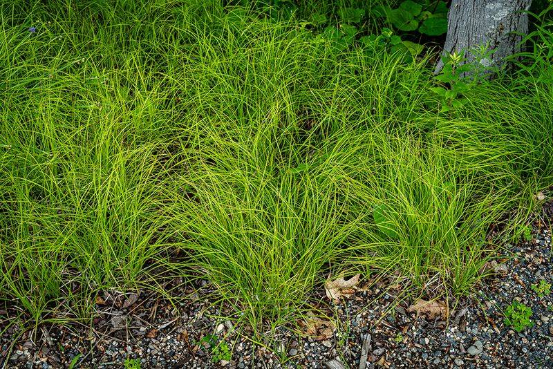 Pennsylvania Sedge