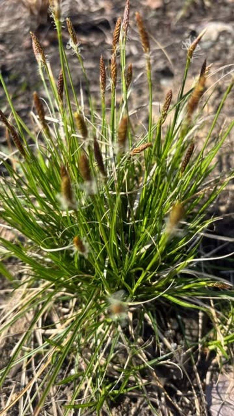 Pennsylvania Sedge Pennsylvania Sedge