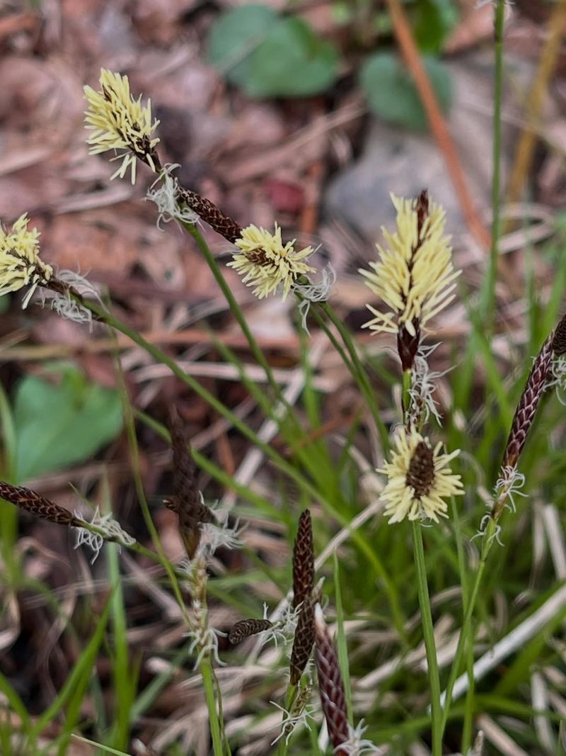 Pennsylvania Sedge