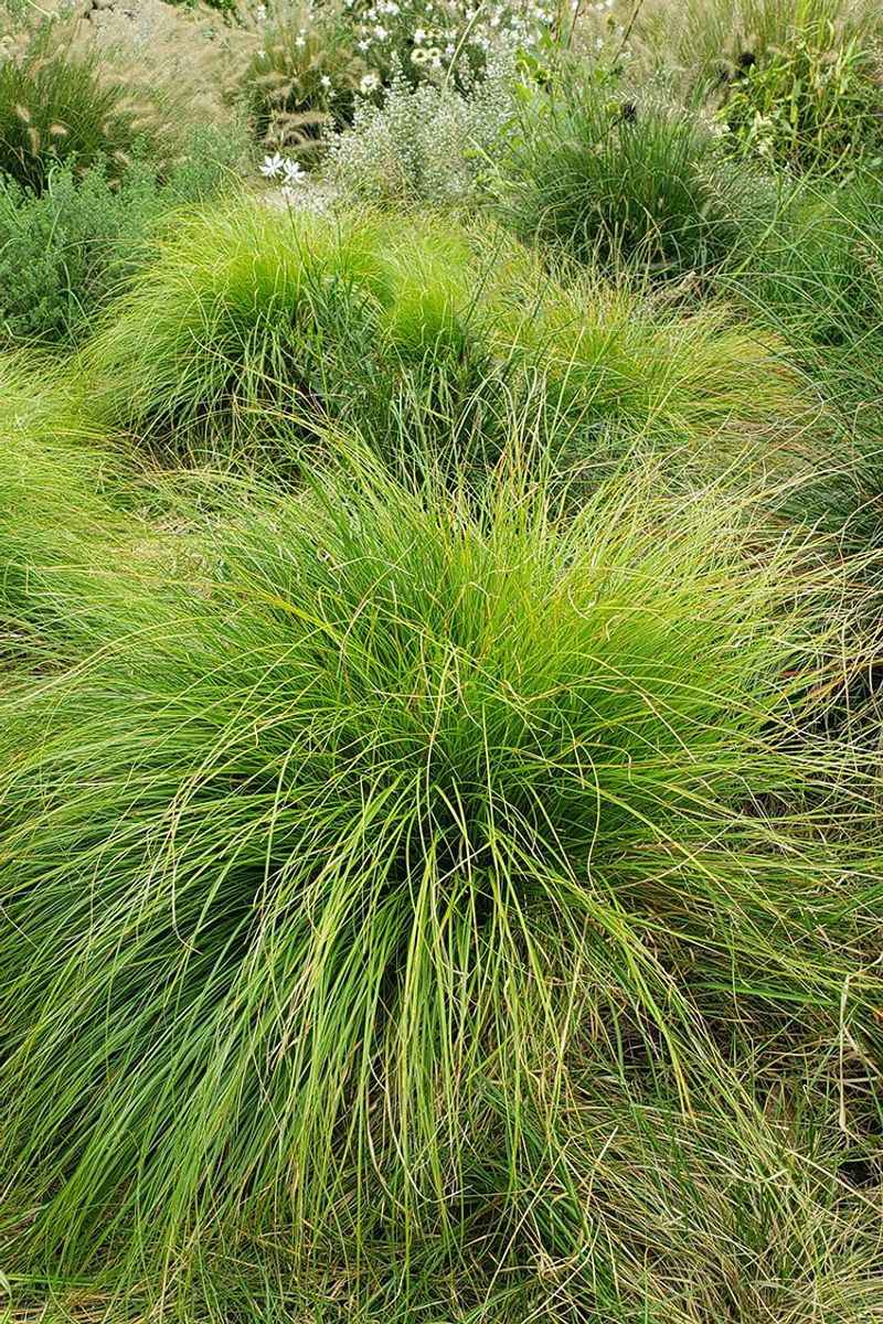 Pennsylvania Sedge Forms A Soft Lawn-Like Sweep