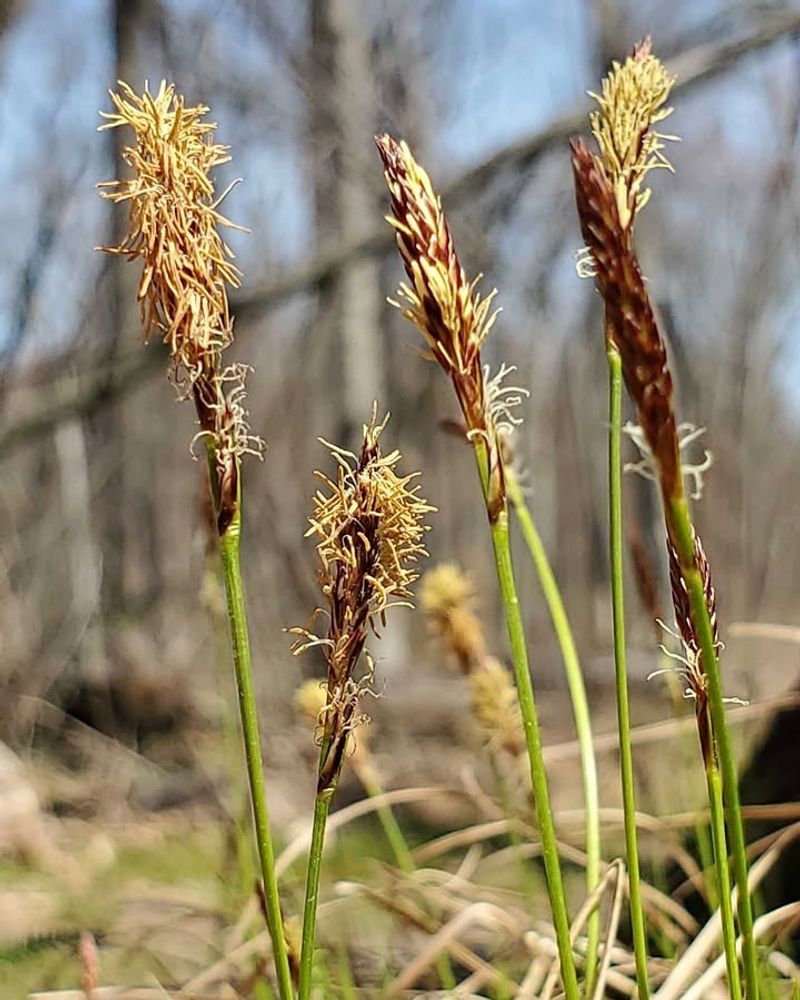 Pennsylvania Sedge — Carex Pensylvanica Pennsylvania Sedge — Carex Pensylvanica