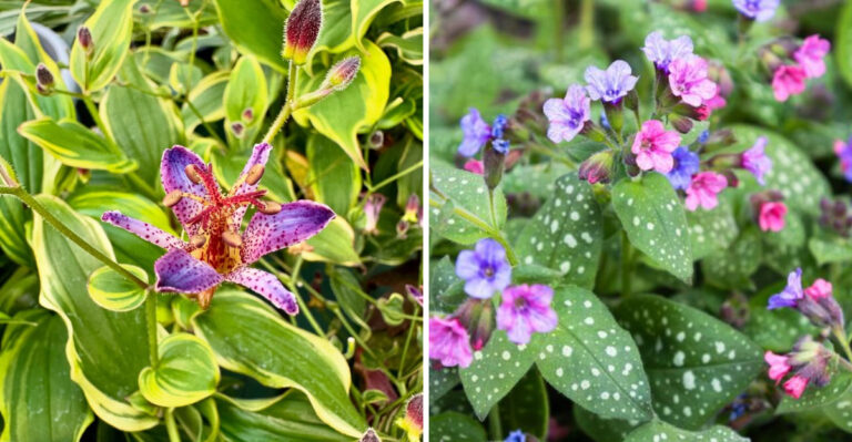 toad lily and lungwort