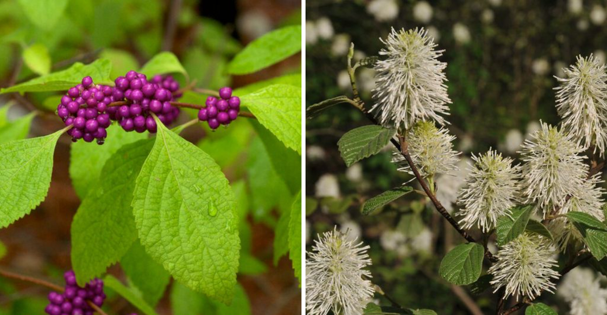 American Beautyberry and Fothergilla