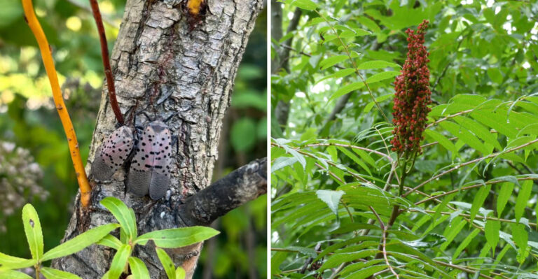 spotted lanternfly and sumac