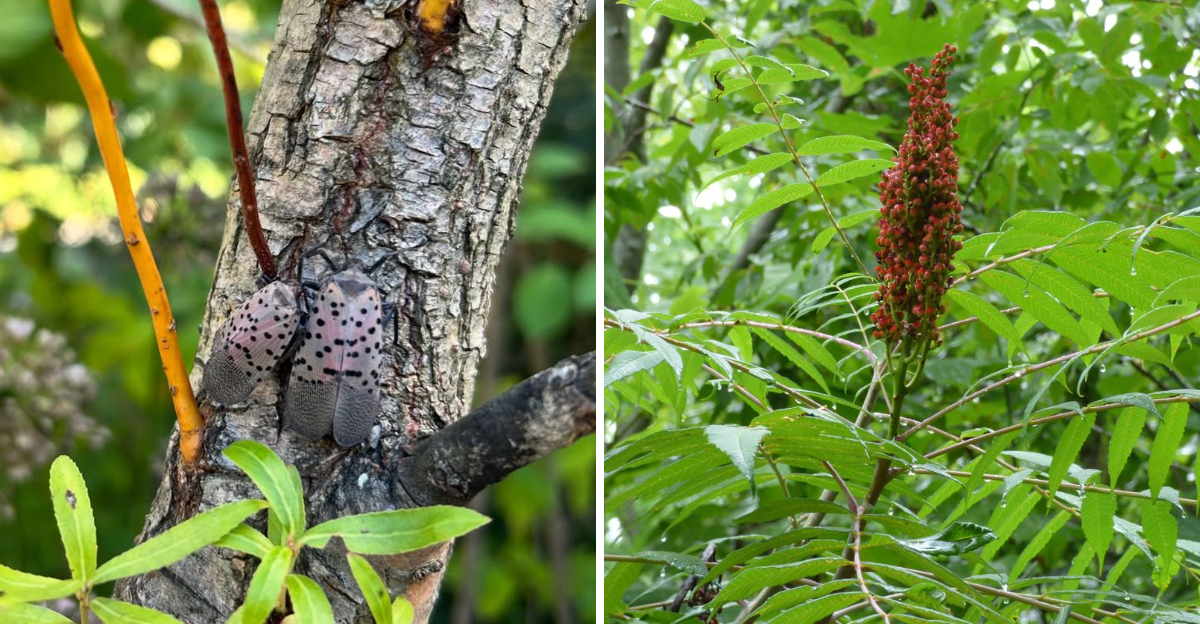 spotted lanternfly and sumac