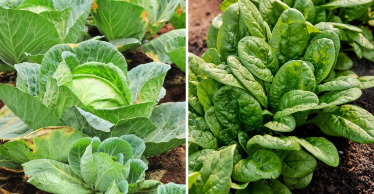 cabbage and spinach