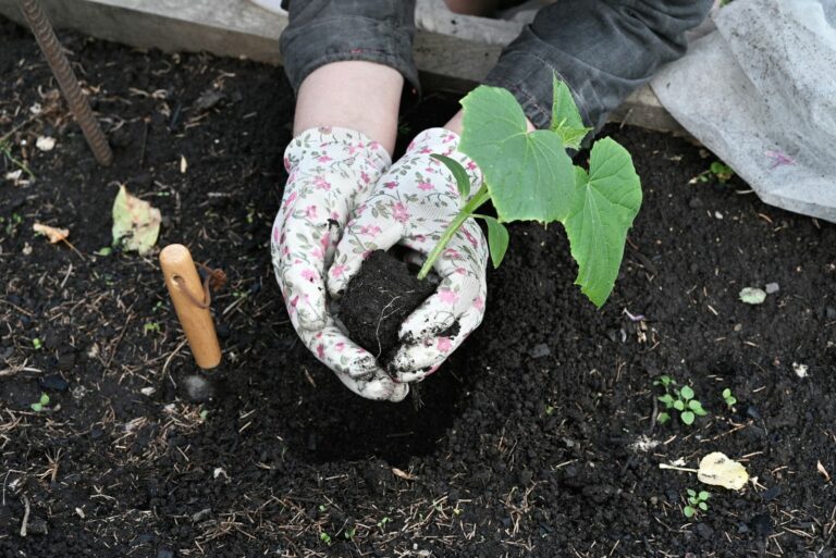 planting cucumbers