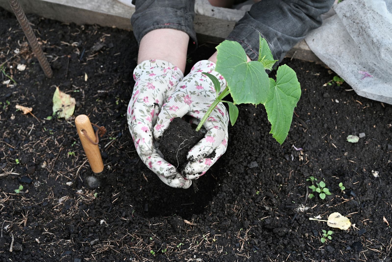 planting cucumbers