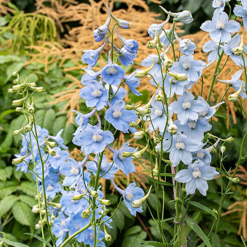 Pennsylvanians Loves Delphinium, But Why Does It Keep Disappointing