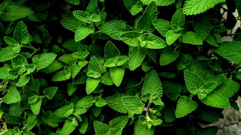 Pennyroyal (Mentha Pulegium) Pennyroyal (Mentha Pulegium)
