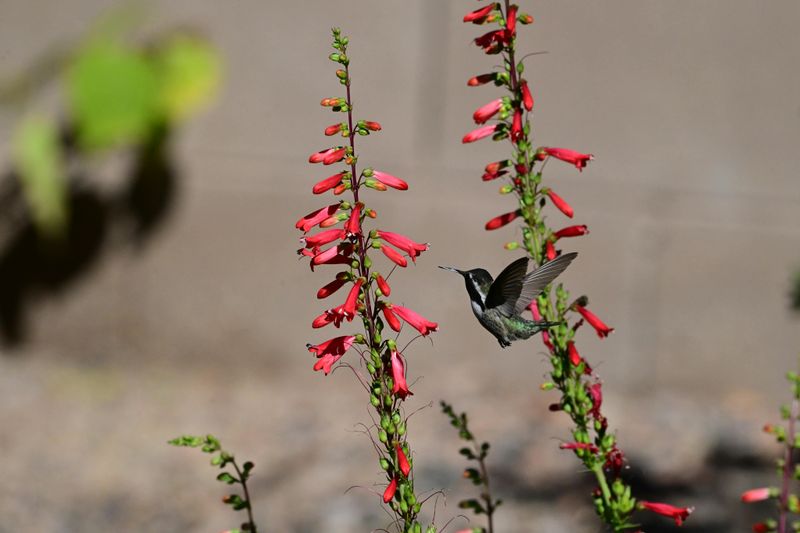 Penstemon