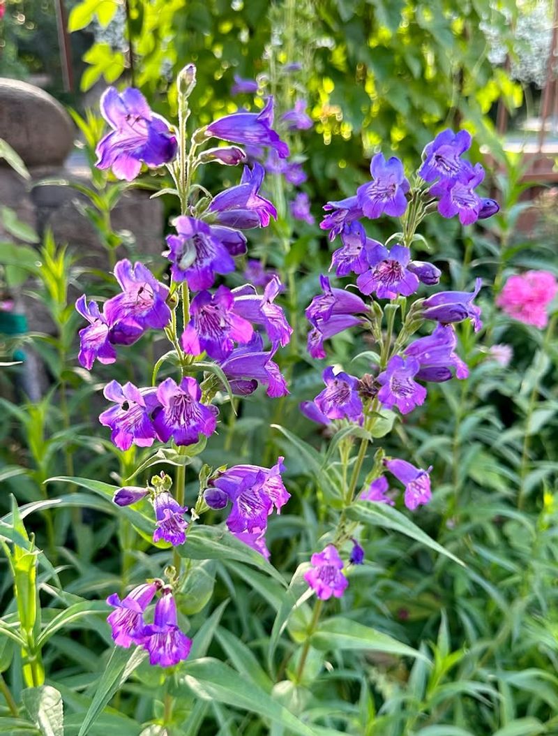 Penstemon
