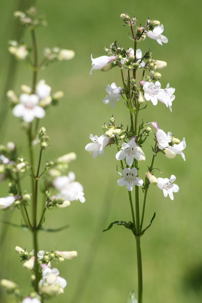 Penstemon Penstemon