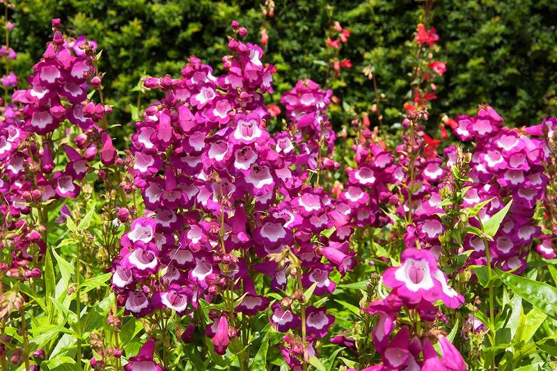 Penstemon Adds Upright Color And Texture To Water Smart Gardens