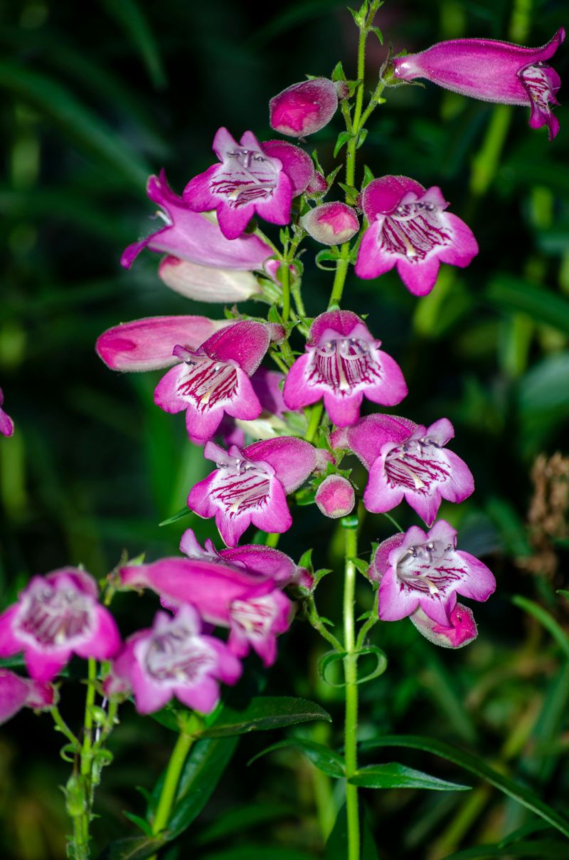 Penstemon Is The Kind Of Flower Bees Tell Other Bees About