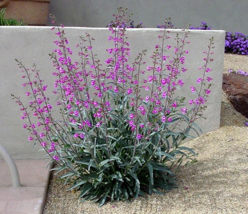 Penstemon Looks Tidier After Spring Blooming
