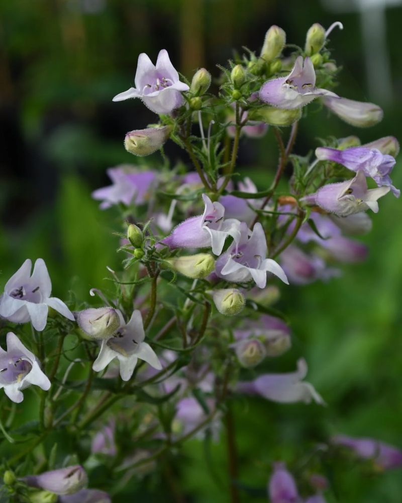 Penstemon (Penstemon digitalis)