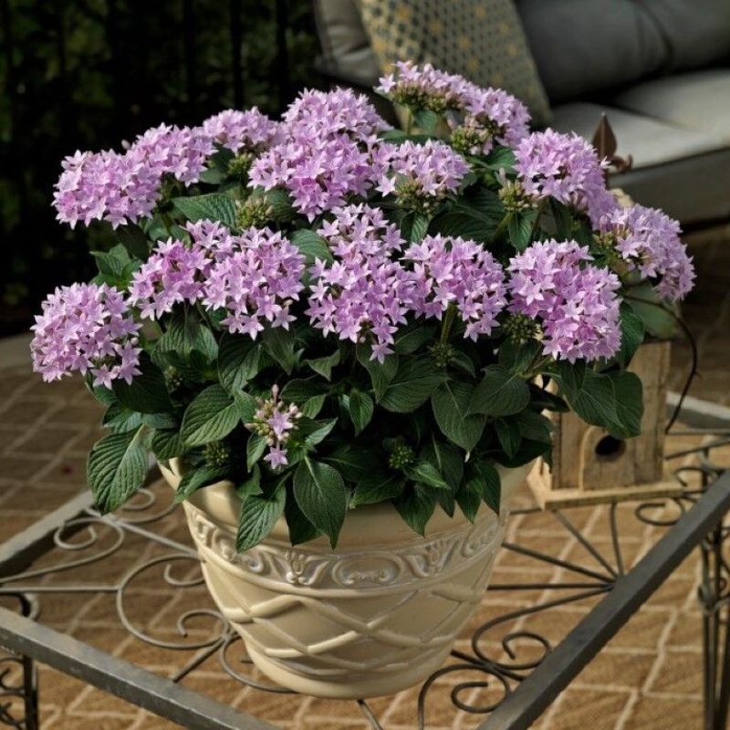 Pentas Pentas