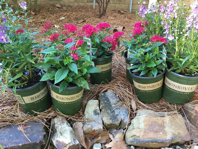 Pentas And Angelonia Keep Sunny Containers Blooming