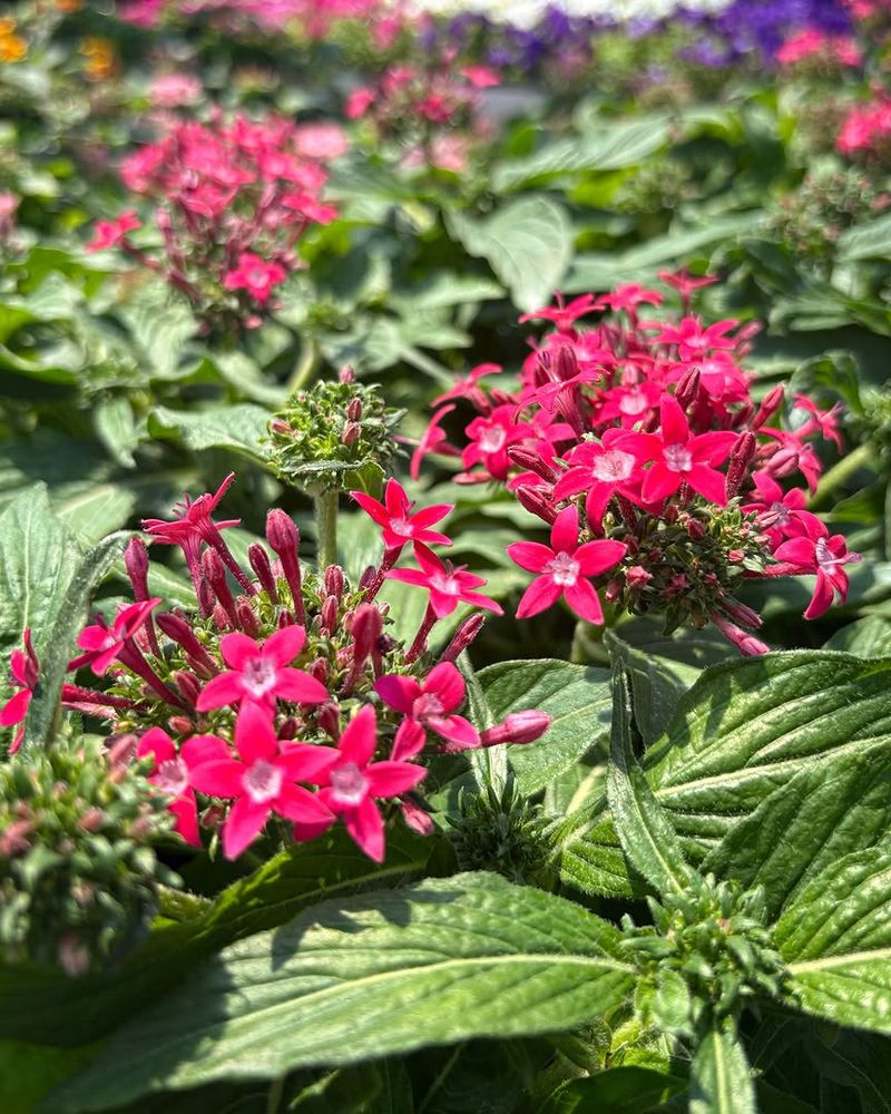 Pentas Bloom Longer With Less Rose Care