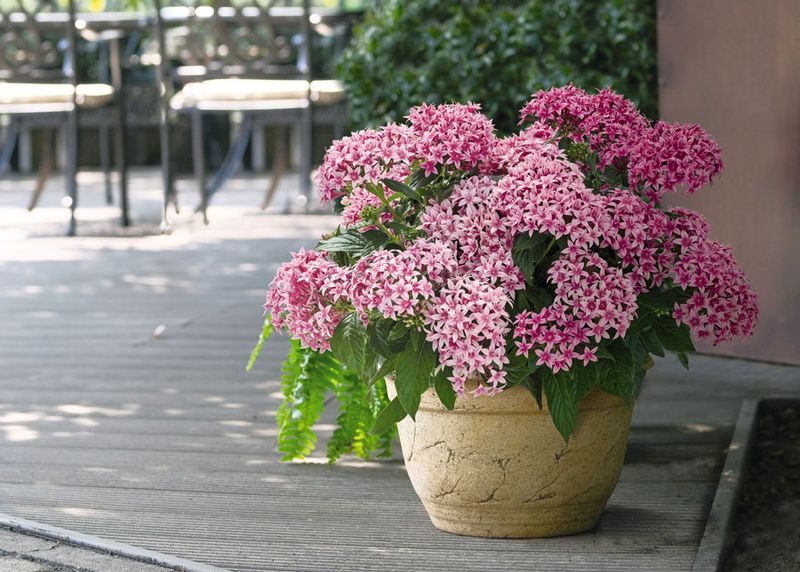 Pentas Bring Boutique Color On A Budget