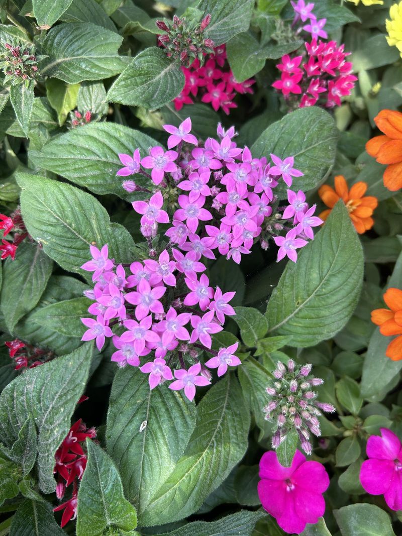 Pentas Bring Summer Blooms Pentas Bring Summer Blooms