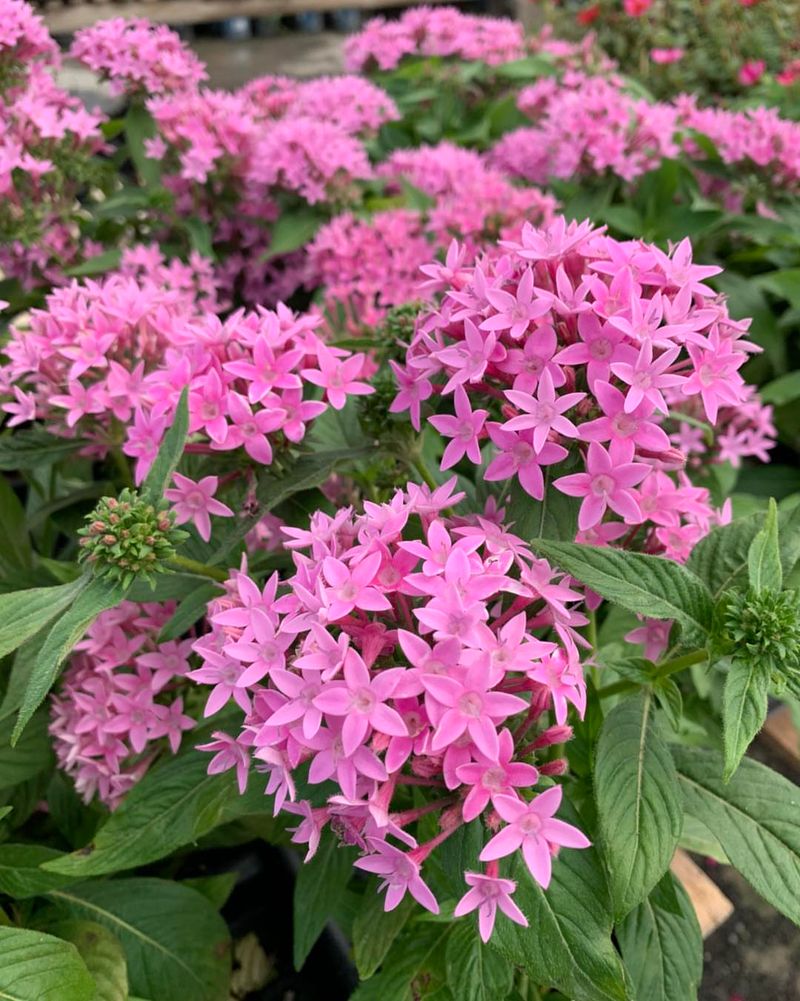 Pentas Keep Butterflies Visiting All Summer Long