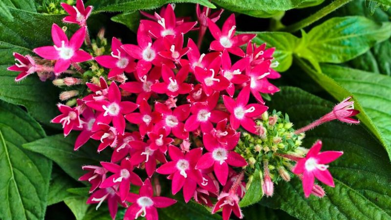 Pentas Packs Full Sun Beds With Long Lasting Color
