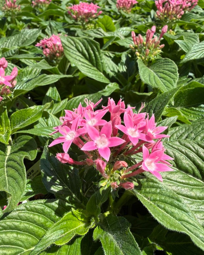Pentas Thrive In Florida Heat And Humidity Pentas Thrive In Florida Heat And Humidity