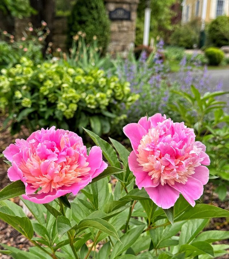 Peonies