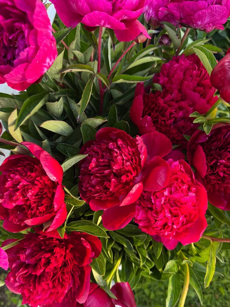 Peonies Peonies