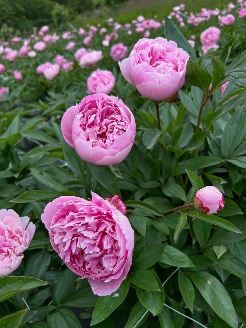 Peonies