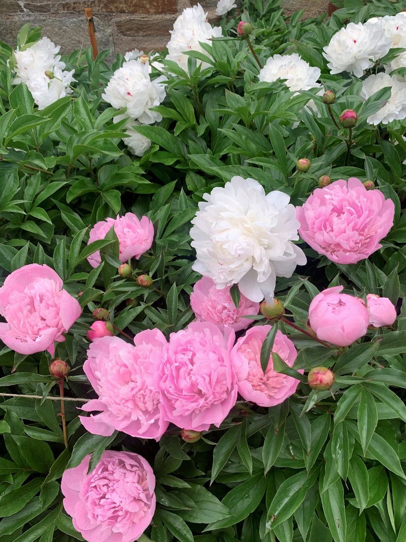 Peonies Are Less Tempting Than Tender Garden Favorites