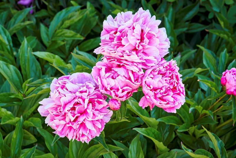 Peonies Become More Impressive In Gardens Over Time Peonies Become More Impressive In Gardens Over Time
