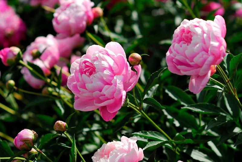 Peonies Bring Back Old Garden Traditions