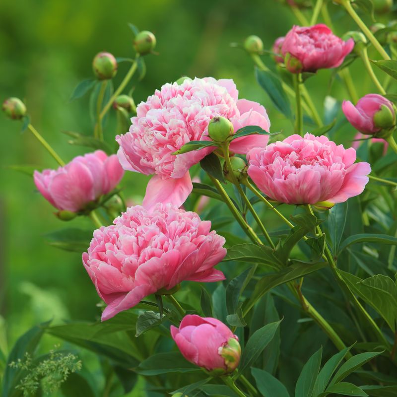 Peonies Can Last For Decades In Michigan Gardens Peonies Can Last For Decades In Michigan Gardens
