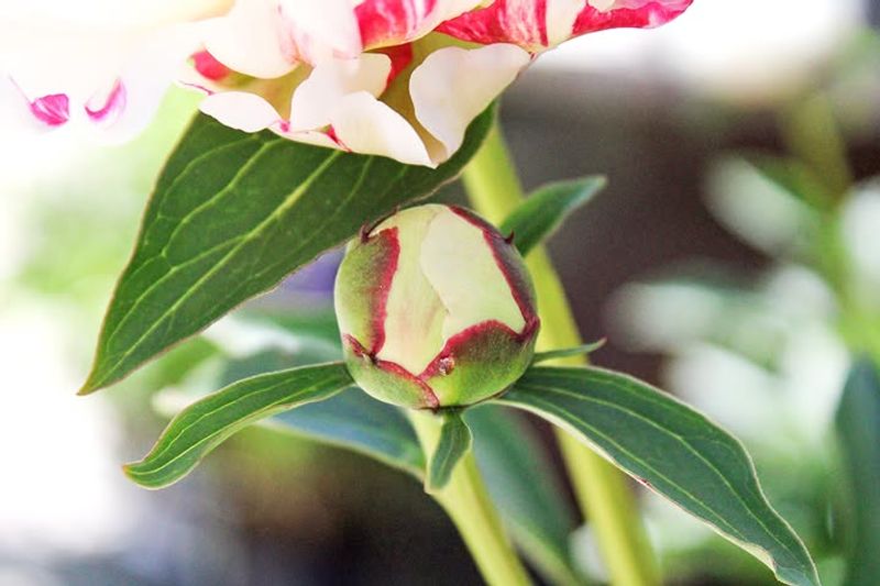 Peonies Do Not Need Ants To Open Their Flowers Peonies Do Not Need Ants To Open Their Flowers