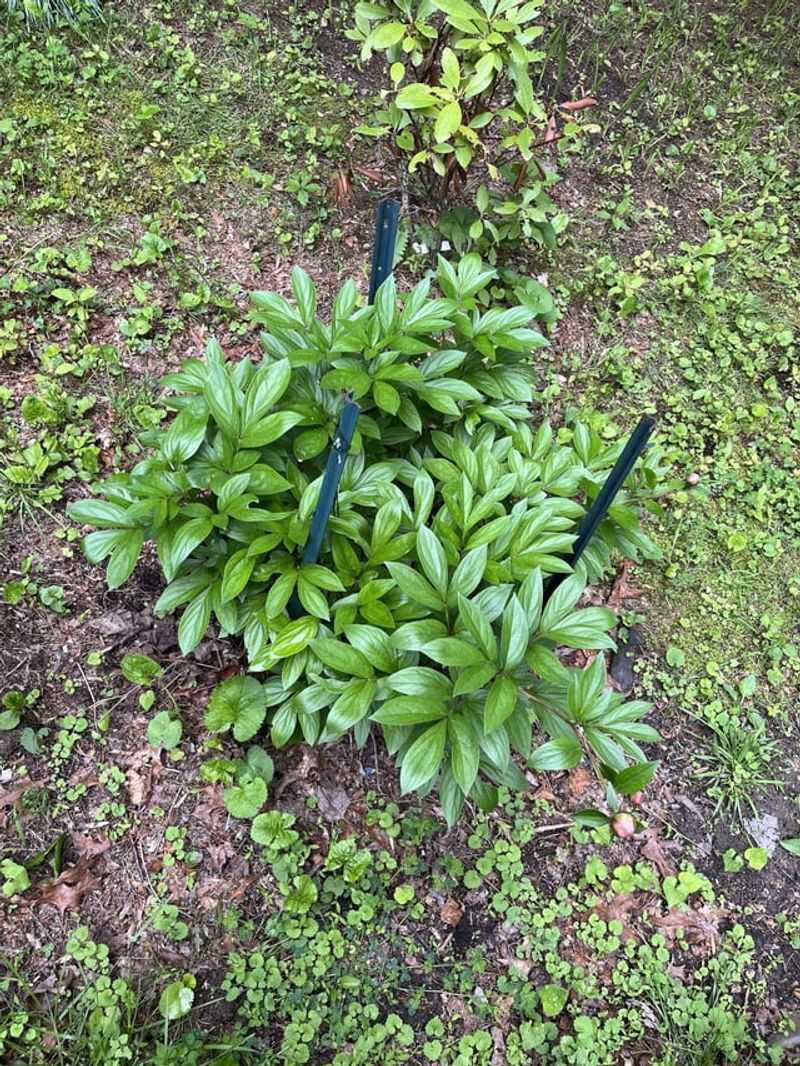 Peonies Put More Energy Into Root Growth After Old Flowers Are Removed