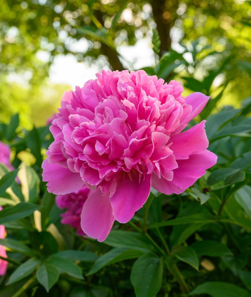 Peonies Return Strong Year After Year Peonies Return Strong Year After Year