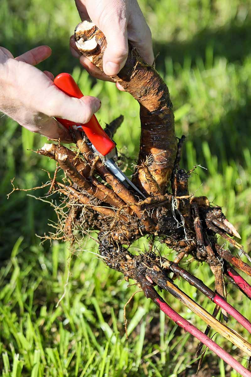 Peonies Reward Patience When Replanted Peonies Reward Patience When Replanted