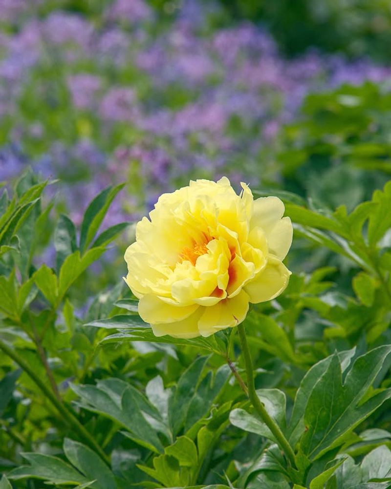 Peonies Usually Handle Fall Division Better Than Spring