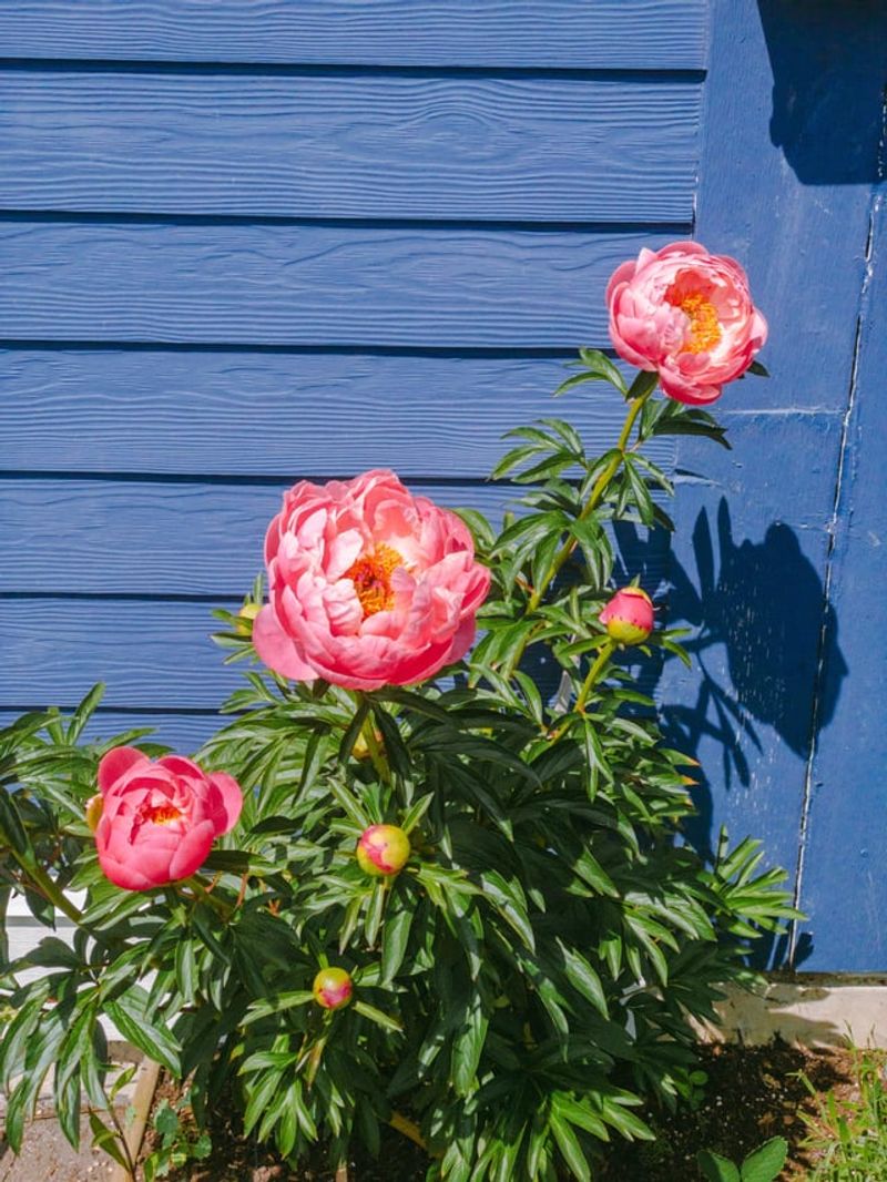 Peonies
