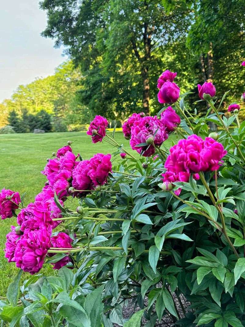 Peony