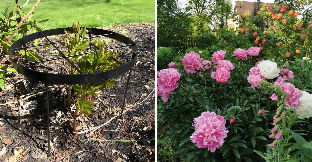 peony care