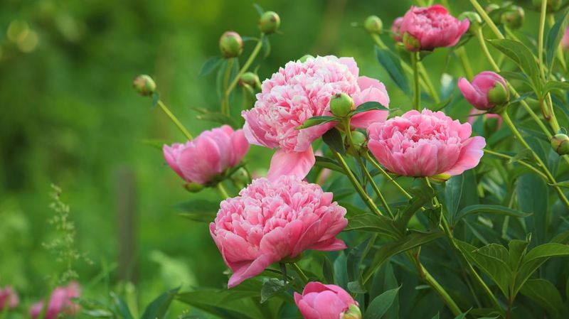 Peony Takes Its Time And Then Steals The Show 